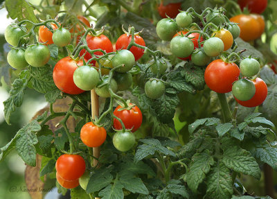 Bonsai Tomatoes AU22 #8990
