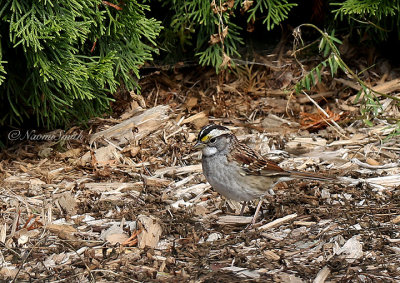 White-throated Sparrow S22 #1535
