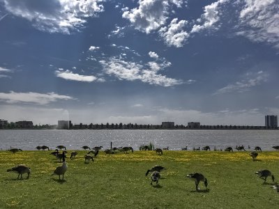 Geese