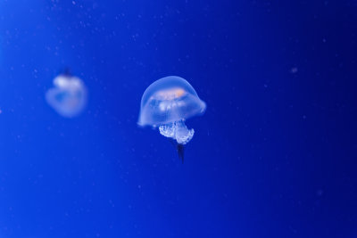 IMG_8445_DxO.jpg