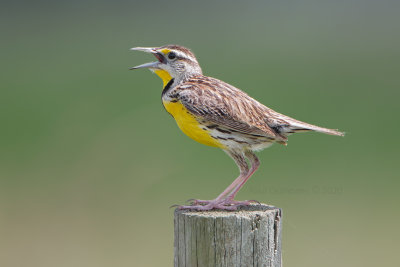 Eastern Meadowlark