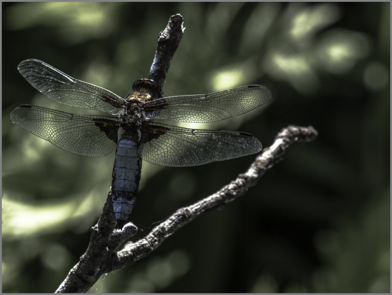 fat belly dragonfly