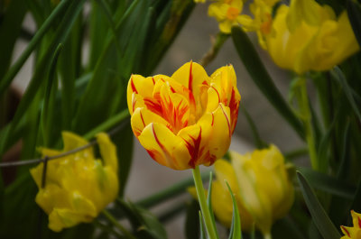 Monsella Tulip