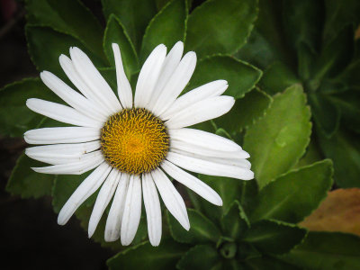 Montauk Daisy