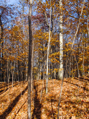 Hart's Woods Trail