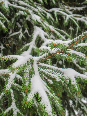 It Snowed Last Night