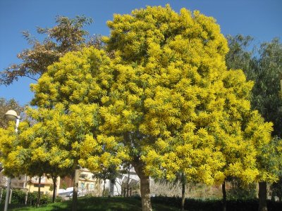 Parc Francesc Macià