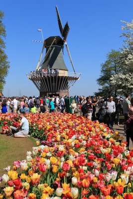 Windmill at Keukenhof Gardens