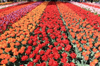Keukenhof Gardens