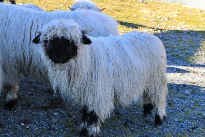 Zermatt. Blacknose sheep