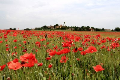 Summer in La Toscana