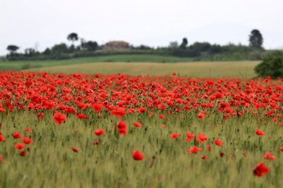 Summer in La Toscana