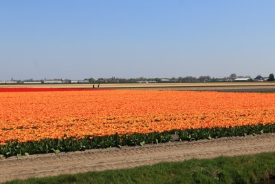 Tulip Fields