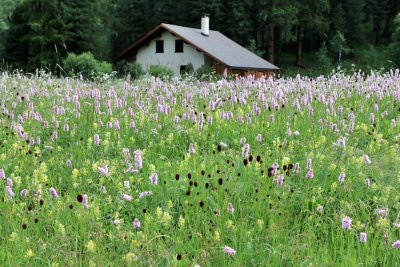 Wildflowers in the Engadine