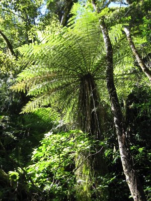 Egmont National Park rainforest