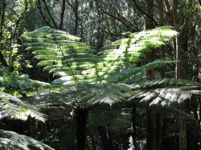 The Coromaldel Rainforest