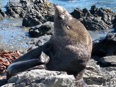 Wellington. Seals Colony