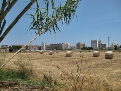 Plà de Pineda