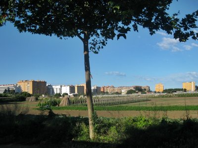 Plà de Pineda