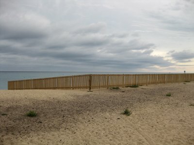 Beach for dogs
