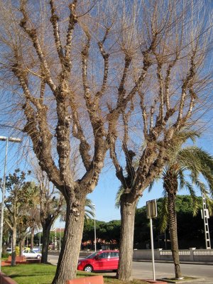 Passeig Marítim