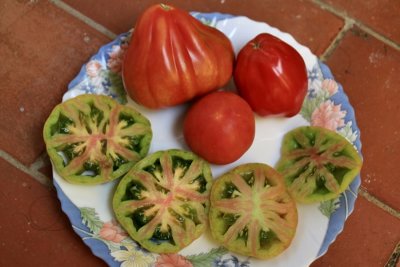 Tomatoes in our area