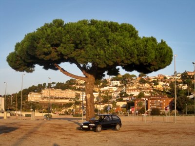 Santa Susanna