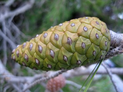Mediterranean Pine Tree