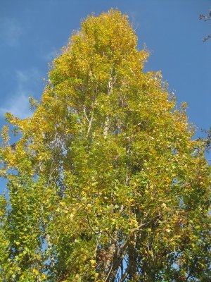 Parc Francesc Macià