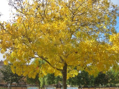 Parc Frances Macià