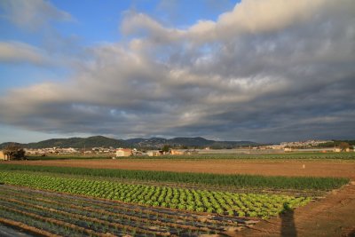 Plà de Grau