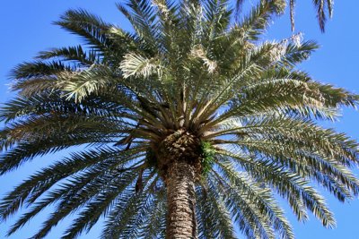 Passeig de Llevant