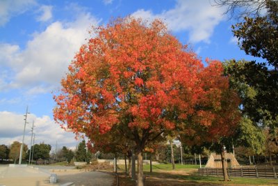 Parc Francesc Macià
