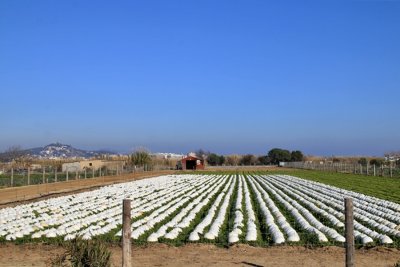 Plà de Grau