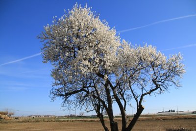 Plà de Grau
