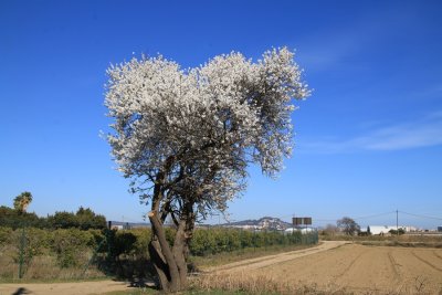 Pl de Grau