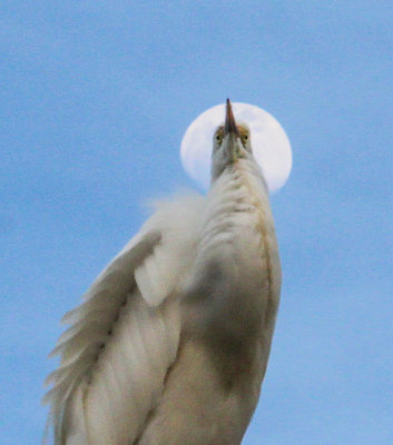 egrets__all