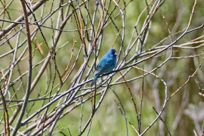 Indigo Bunting
