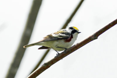 Chestnut-Sided Warbler
