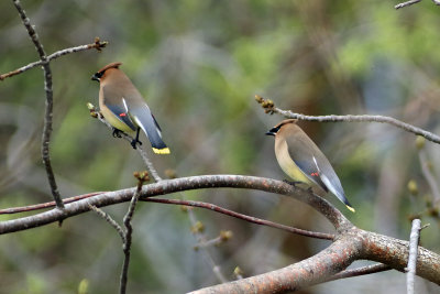 Cedar Waxwing