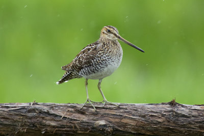 Common Snipe