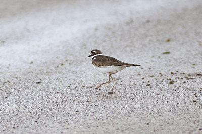 Killdeer