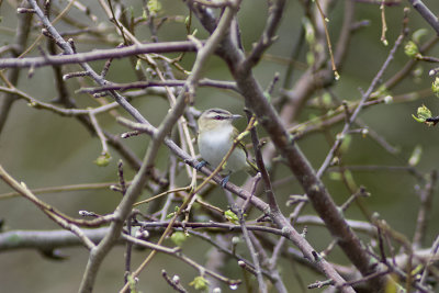 Red-eyed Vireo