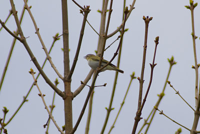Warbling Vireo