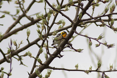 Blackburnian Warbler