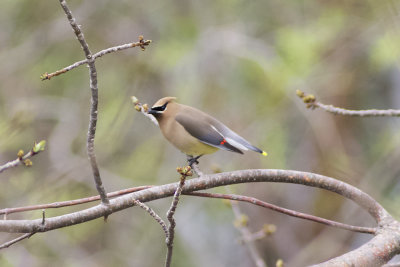 Cedar Waxwing 