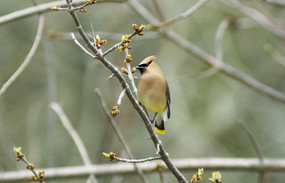 Cedar Waxwing 
