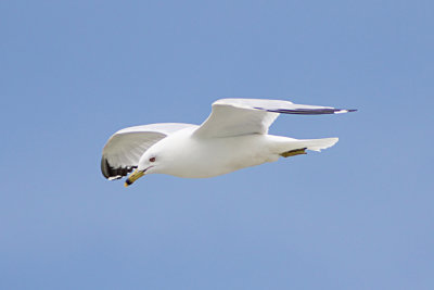 Ring-Billed Gull