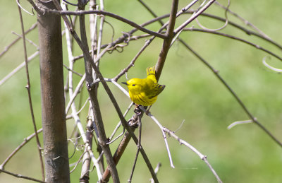 Yellow Warber (Male)