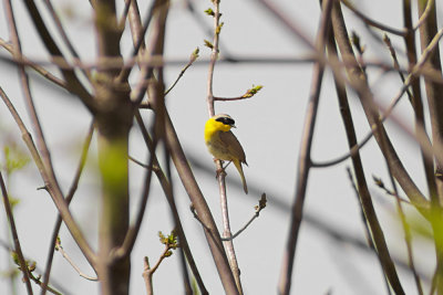 Common Yellowthroat Warbler